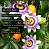 Passion Serum LasBrewhas